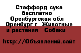 Стаффорд сука бесплатно - Оренбургская обл., Оренбург г. Животные и растения » Собаки   